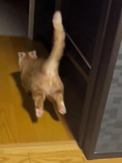 部屋の外へダッシュ！