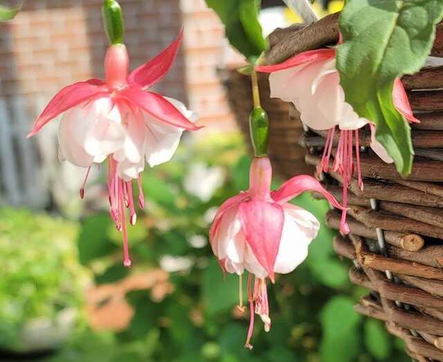 庭やベランダがパッと華やぐ〈釣り鐘状の花〉が可愛い！今から秋まで長く咲く！まるで「天使の耳飾り」のような花姿です！育て方のコツも！