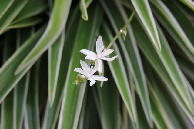 【ガーデニング】癒しの観葉植物「ちいさな花咲くインテリアグリーン」おすすめ3選