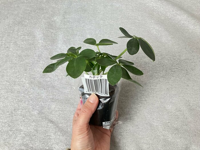 片手で持てるサイズ感がとってもかわいらしい「カポック」