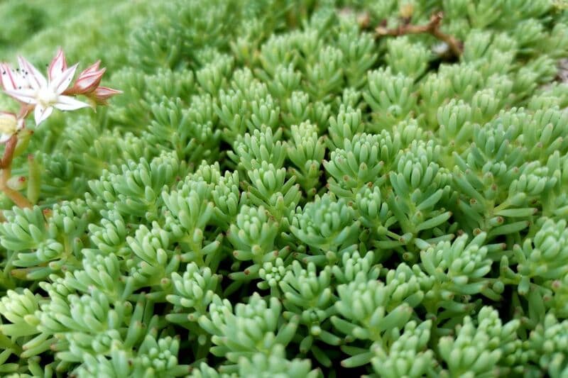 「植えてよかった」10年以上植えっぱなしでも美しいグランドカバー《多年草》6選＆ 育て方のコツ