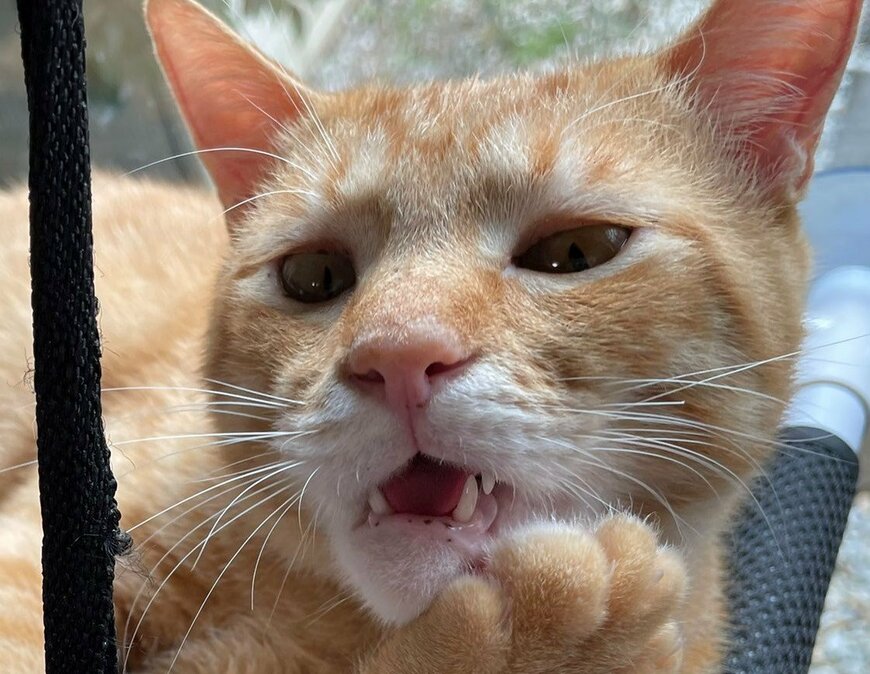 出所：@Beercat_Ana_Dar