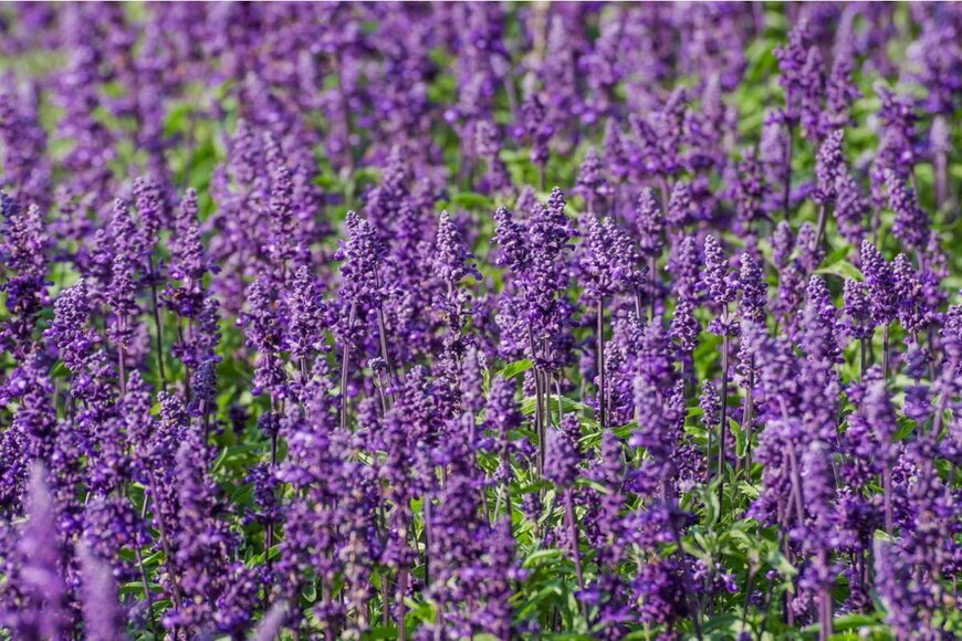 Dejan Gospodarek/shutterstock.com