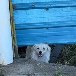 森で置き去りだった“臆病な子犬” 強い恐怖心を克服し「新たな幸せ」掴んだ姿に感動