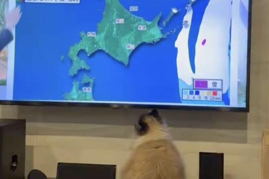 【ロックオン】猫ちゃんが気象予報に釘付けの理由　必死に画面タッチする姿に見惚れてしまう