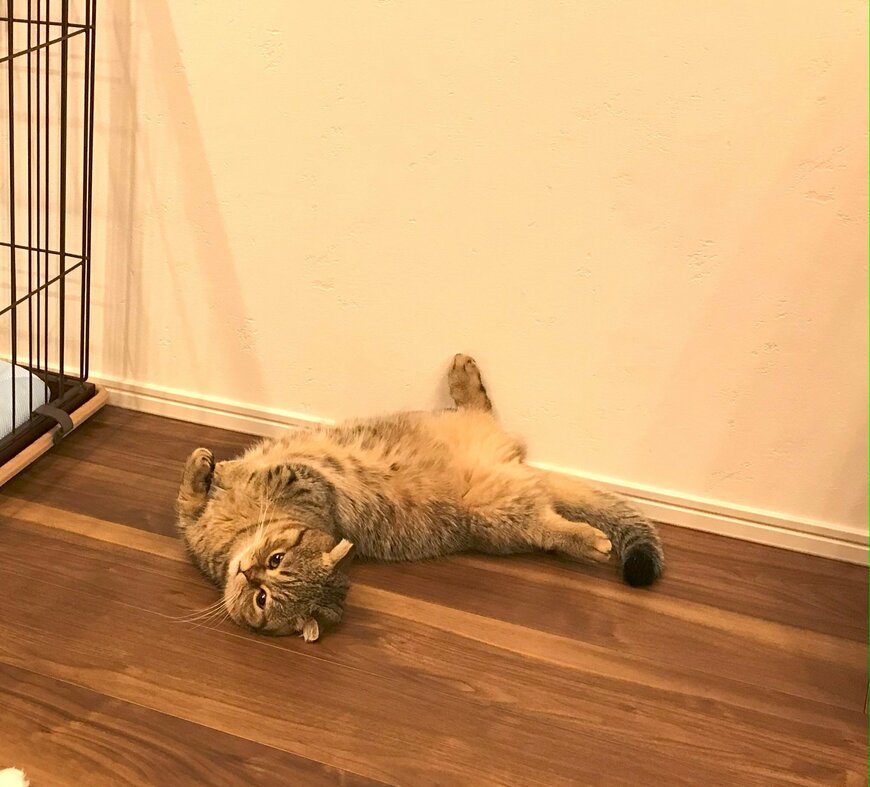 出所：@ponpokopontanu