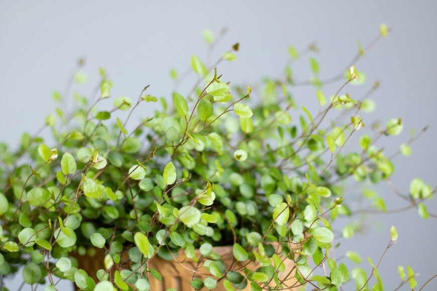 slyz_garden/shutterstock.com