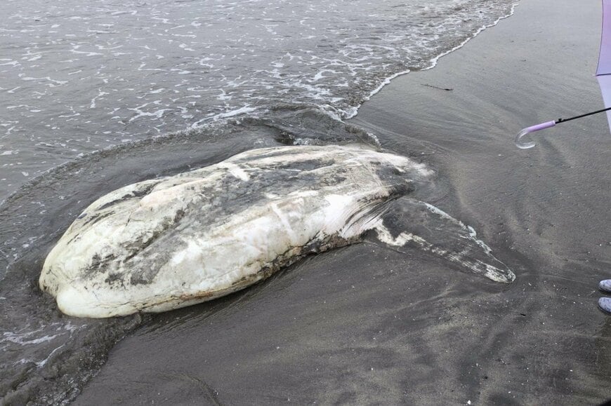 出所：@raptorial_owlet