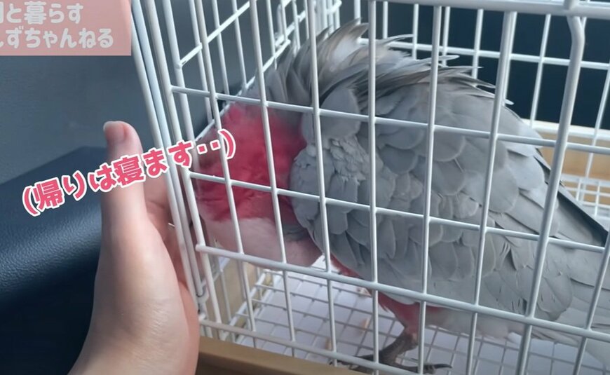 出所：@anz_omomiri