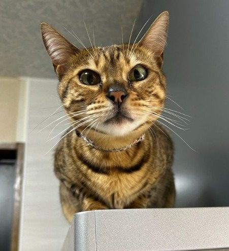 出所：@Beercat_Ana_Dar