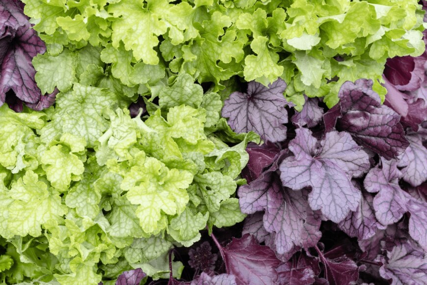 Andres Victorero/istockphoto.com