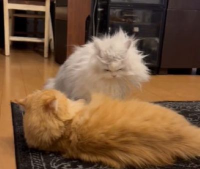 出所：@NEKOLAND13