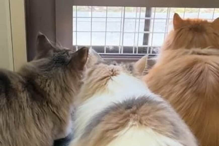 「気をつけろ!」窓から外を見張り中の猫ちゃんたち→まさかの警戒対象に笑ってしまう