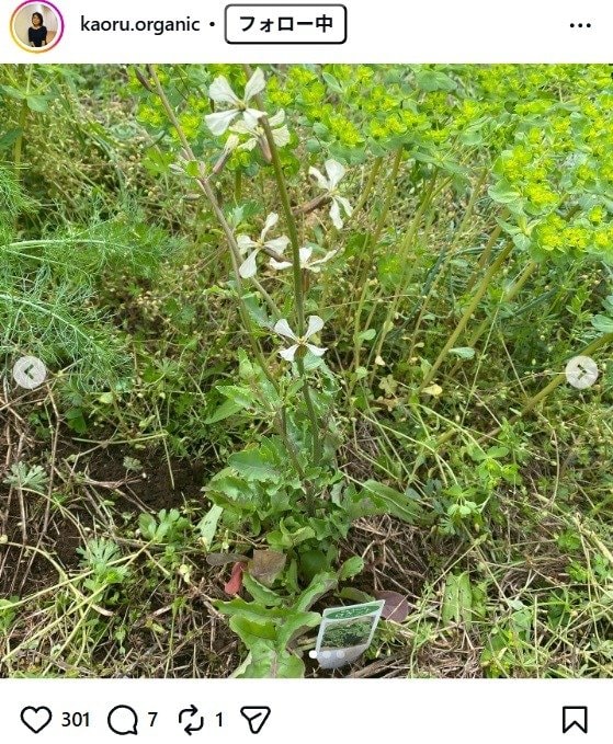 出所：杉田かおるのInstagram（＠kaoru.organic）　参照：2026年4月16日
