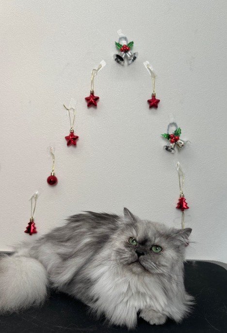 出所：@mimitti0930