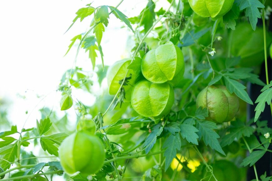 Hana-Photo/istockphoto.com