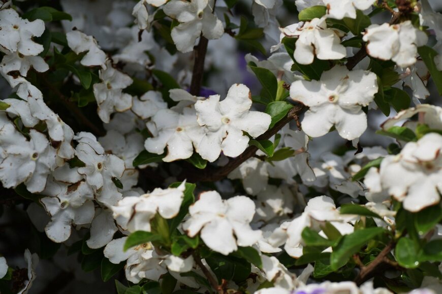 tamu1500/shuttestock.com