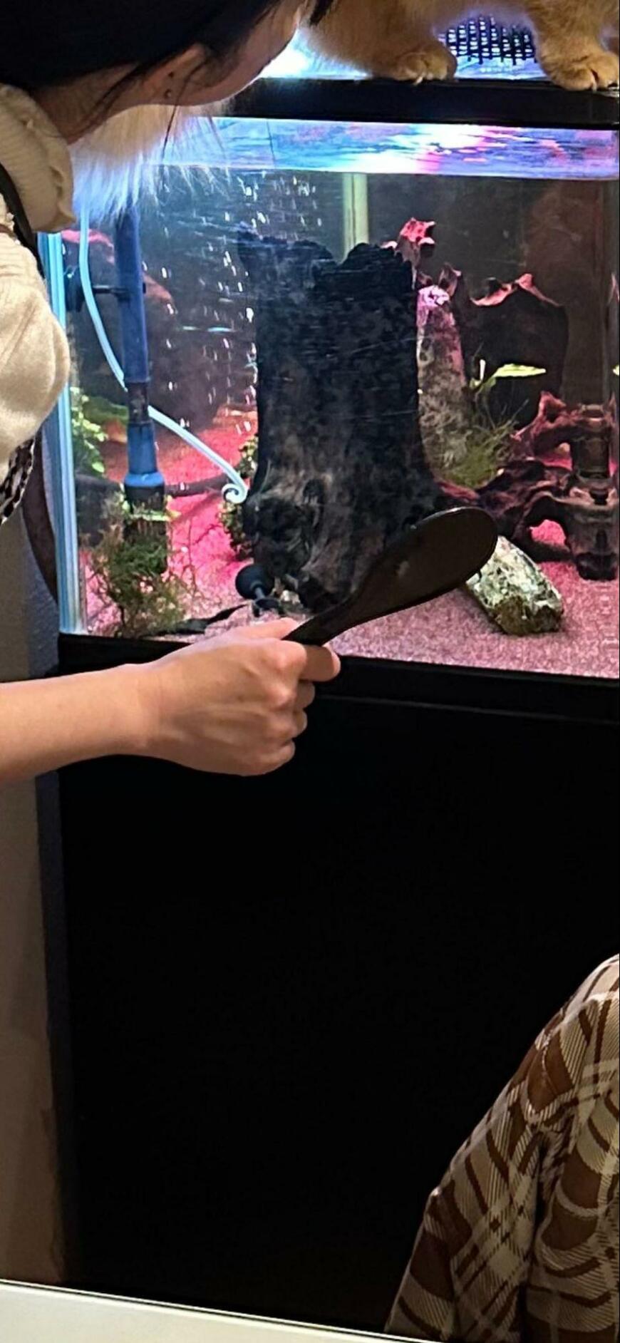 出所：@NEKOLAND13