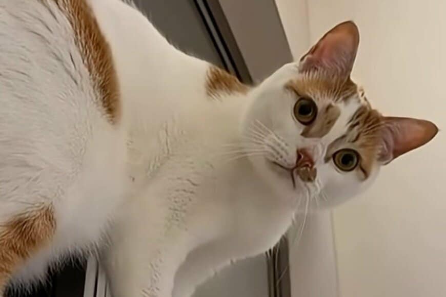 「狭い窓枠」で歩き始めた猫が話題　想像の斜め上を行く状態に「猫ではない説」