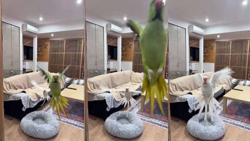 出所：@zundamame_cockatiel