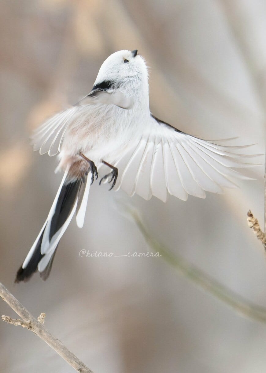 出所：@kitano_camera