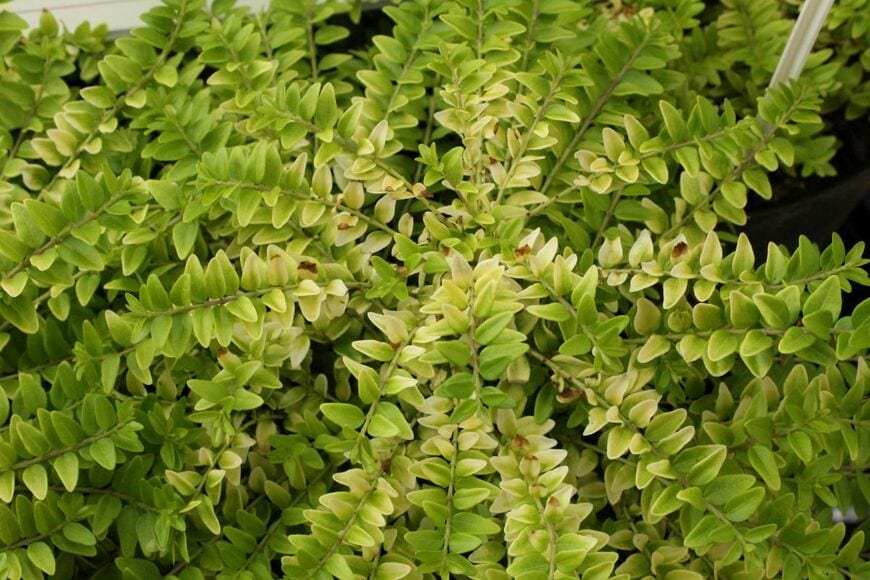 iPlantsman/shutterstock.com