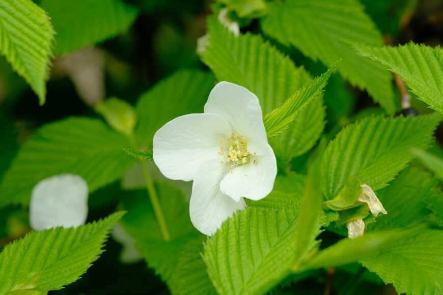 shepherdsatellite/shutterstock.com