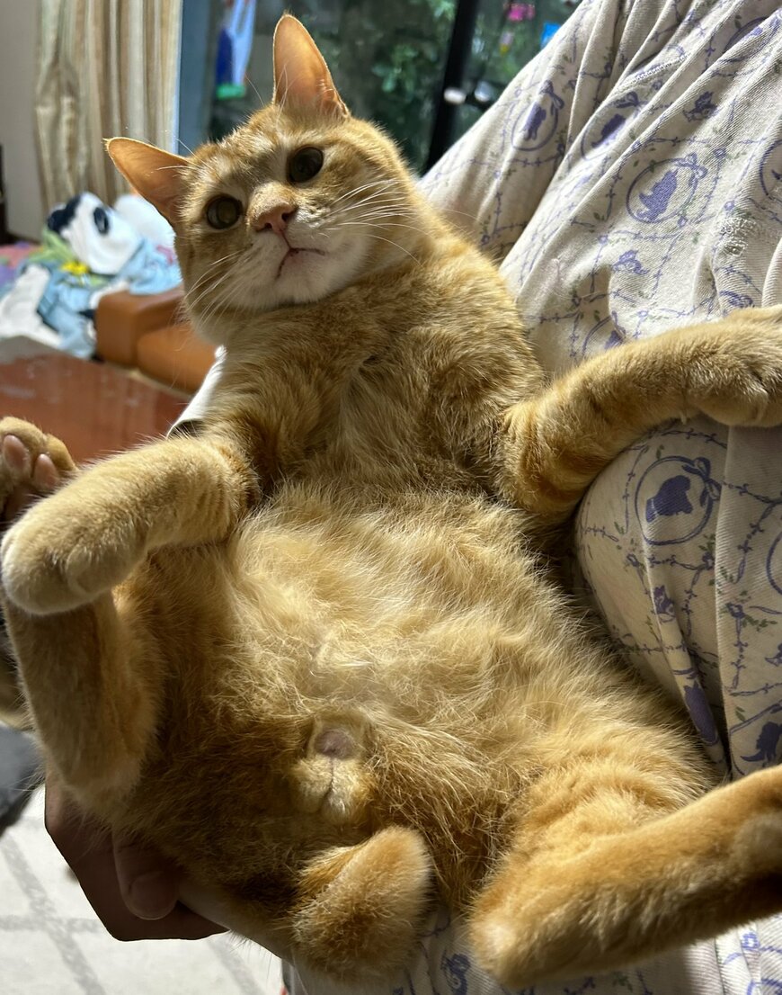 出所：@Beercat_Ana_Dar