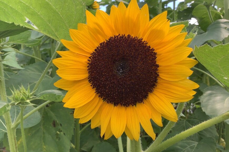 Kimichan/istockphoto.com