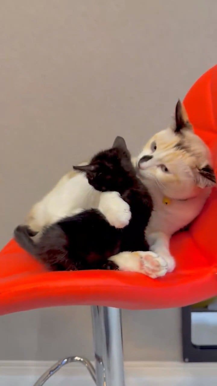 「グルーミングというよりもテイスティング」黒い猫をがっちり抱え込み、夢中でなめ続ける三毛猫の毛づくろいに思わず胸キュン