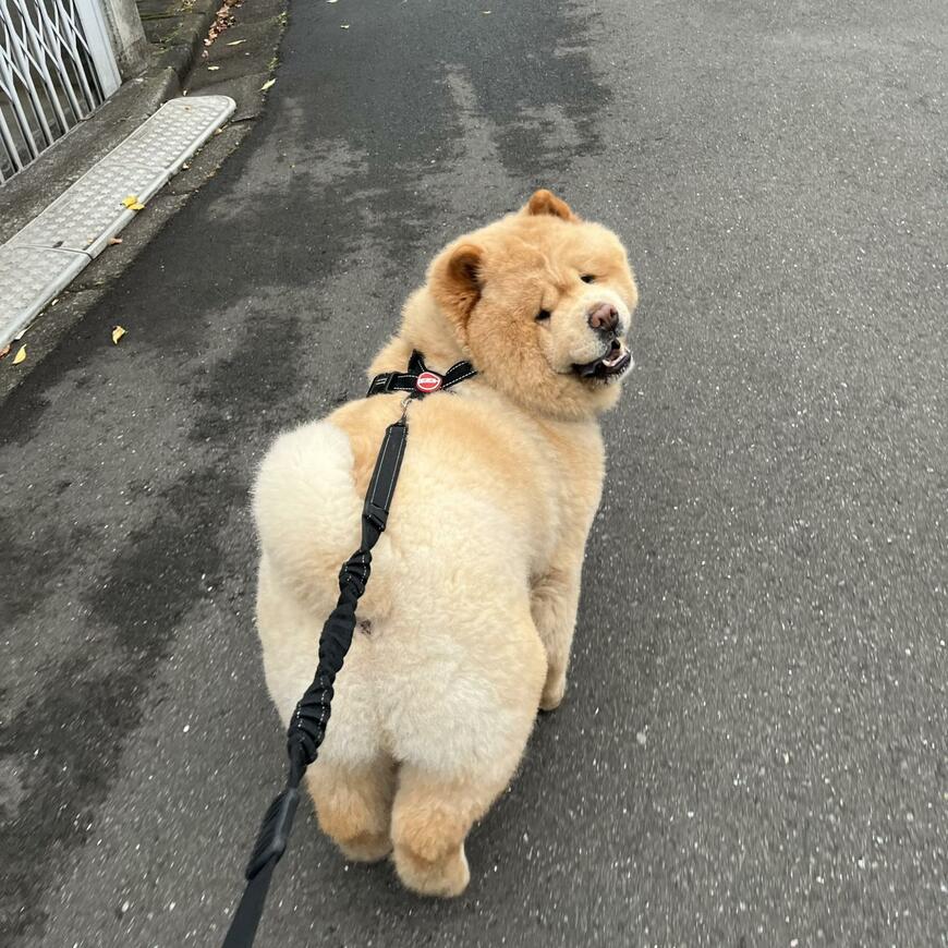 出所：@kurizo_chow