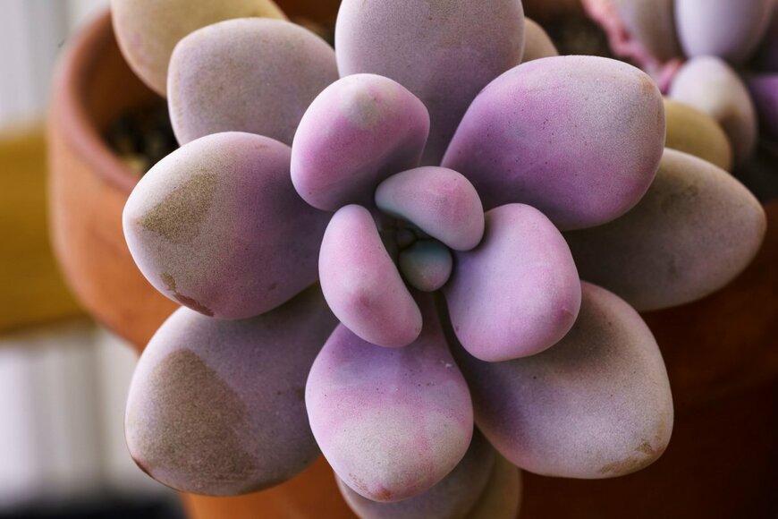 Tarda Santo/shutterstock.com