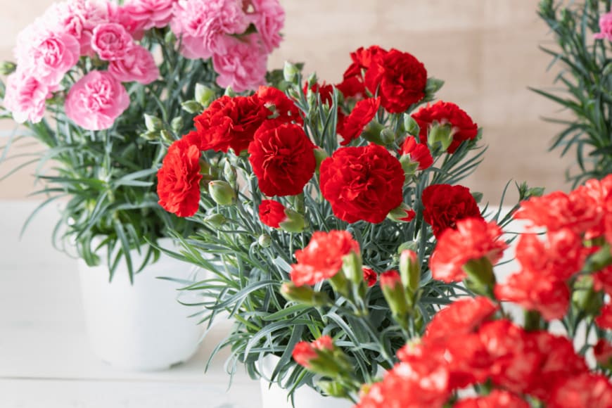 pro ust/shutterstock.com