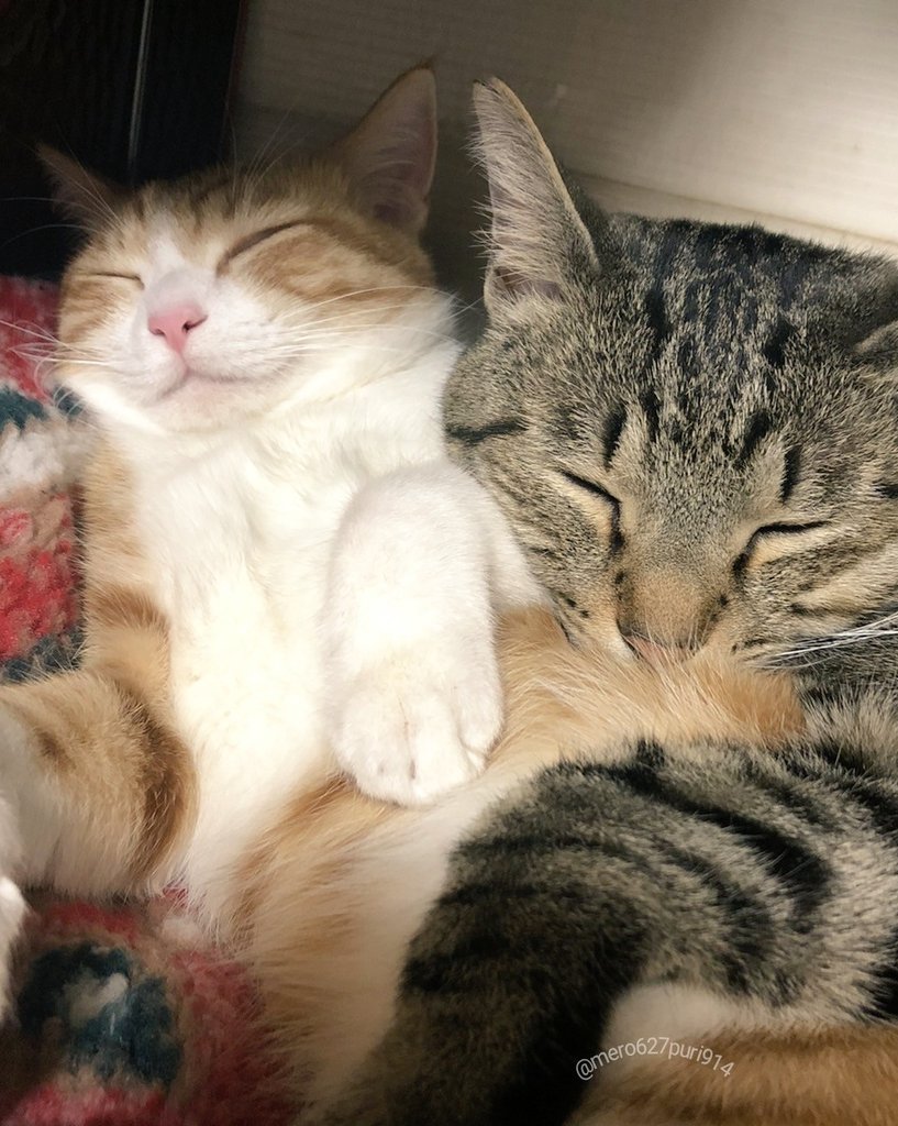 出所：@mero627puri914