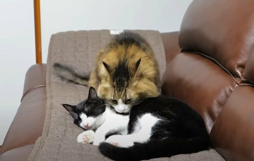 可愛くてたまらニャ～い！猫パパの「スキンシップ攻撃」を真顔でかわす猫ちゃんが面白すぎる