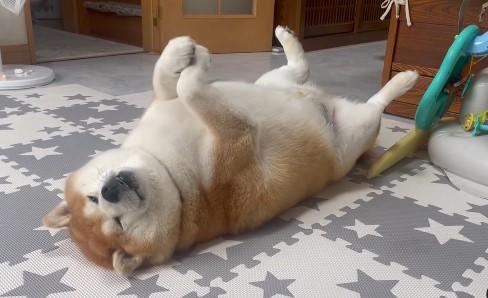 出所：shibaochata