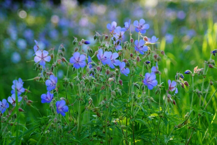 【手間いらずの宿根草ガーデニング】植えっぱなしOK「ほったらかしでも毎年美しい花咲く宿根草」厳選4つ