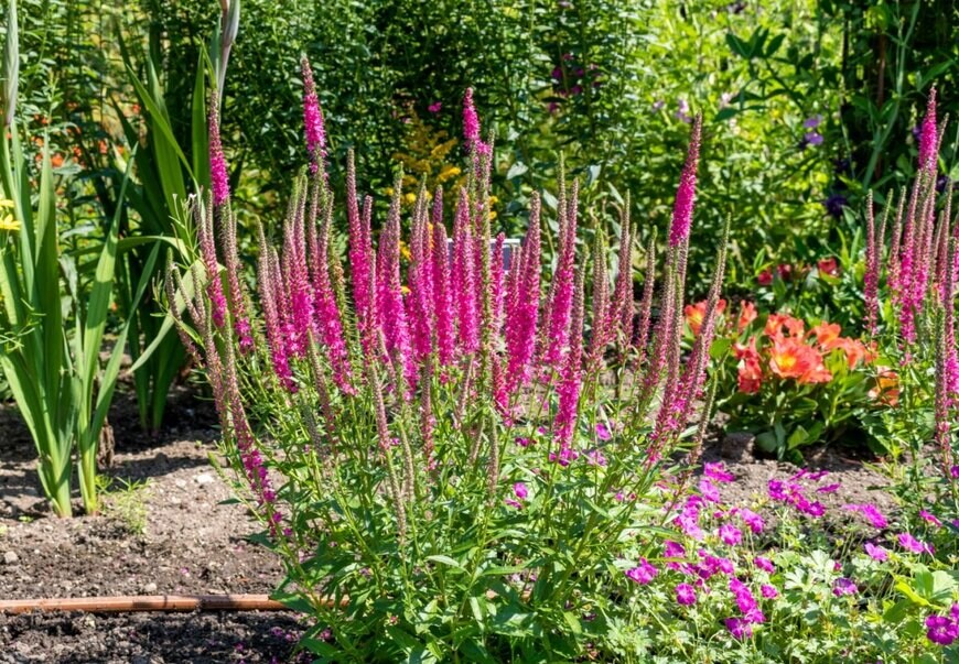 Irenestev/shutterstock.com