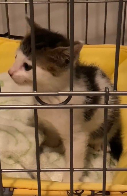 出所：@Saeroyi_cat