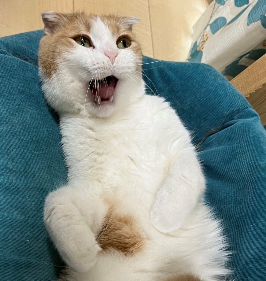 出所：@torotolo106106