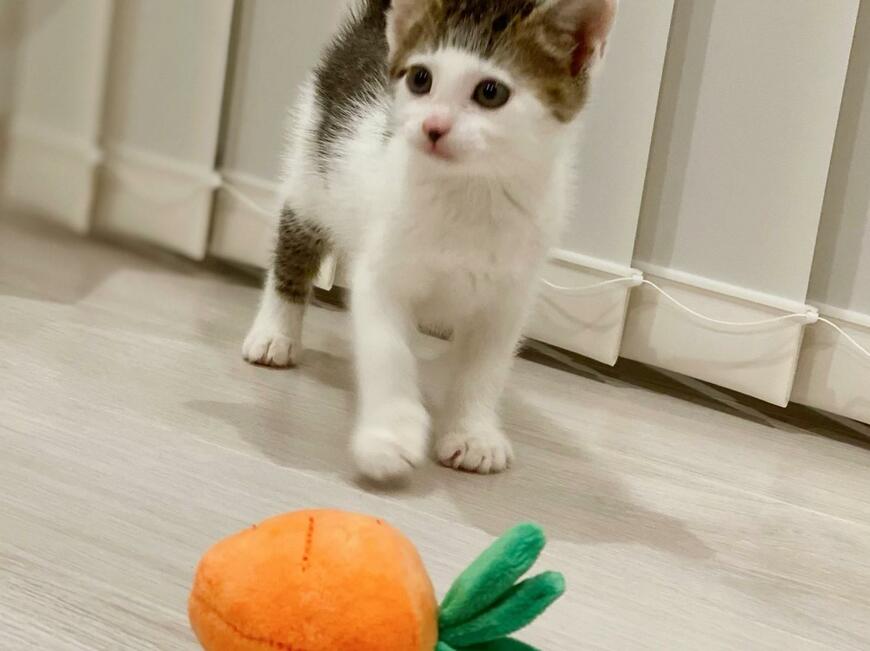 出所：@Saeroyi_cat