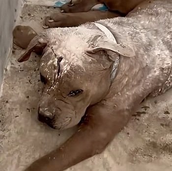 脱走から数ヵ月行方不明だった犬 廃トイレで救出され家族と幸せに暮らす