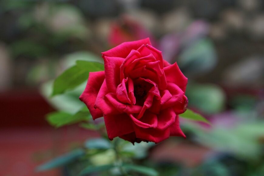 【ガーデニング薔薇だより】女王の品格あふれる「赤いバラ」の魅力＆おすすめのレッドローズ10選