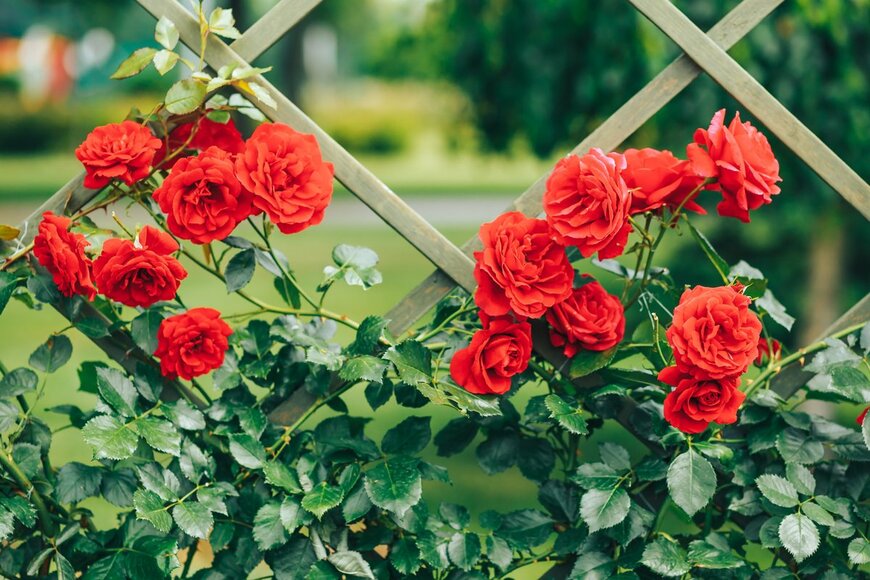 【春のガーデニング】庭や花壇は「つるバラ」でオシャレに！育てるコツ＆オススメ品種5選