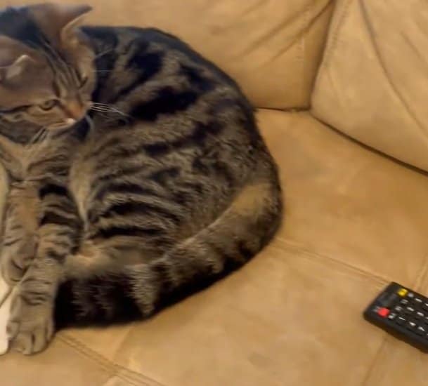 リモコンをまじまじと見つめる猫