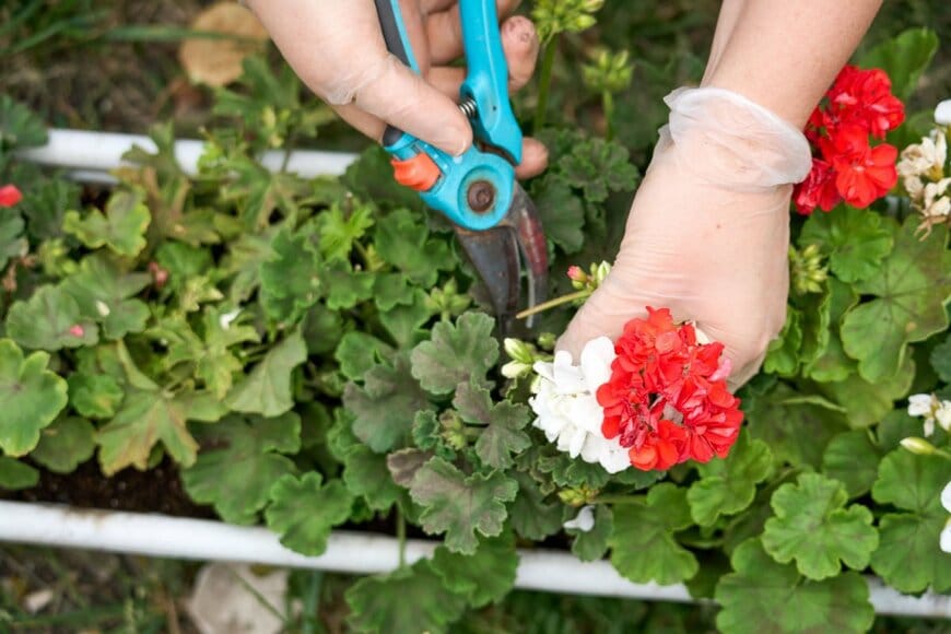 プランターに咲く花を剪定している様子