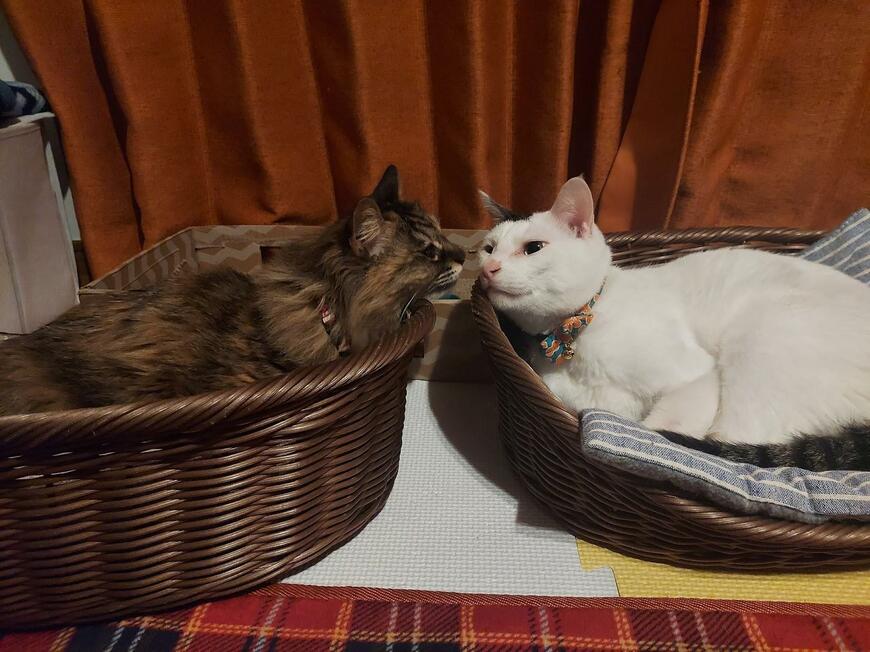 かわいい2匹の猫