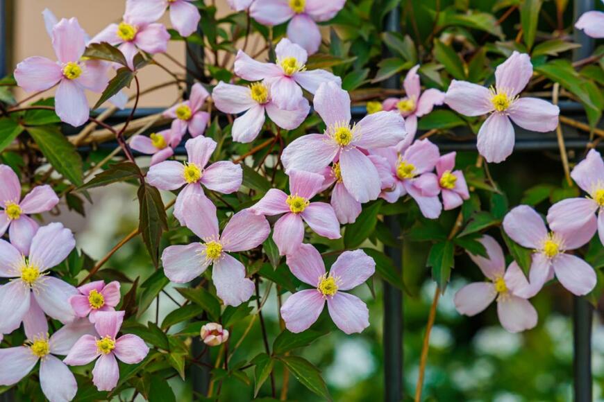 クレマチスの花が咲いている。色は薄いピンク。