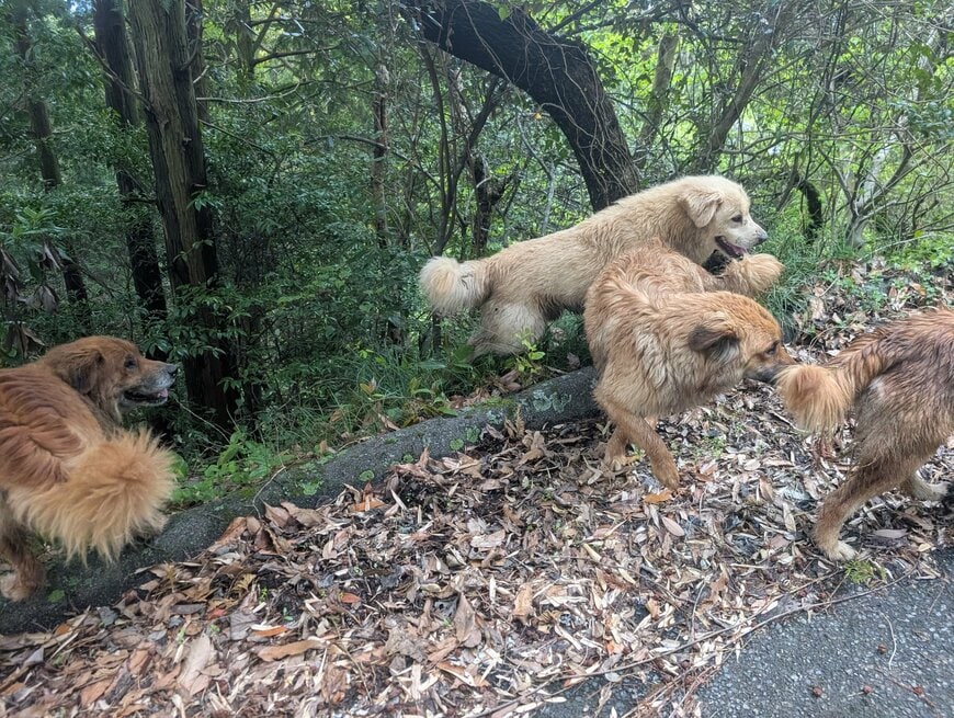 飛び出してきた野犬の群れ