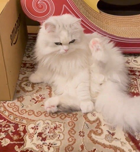 毛づくろいする猫